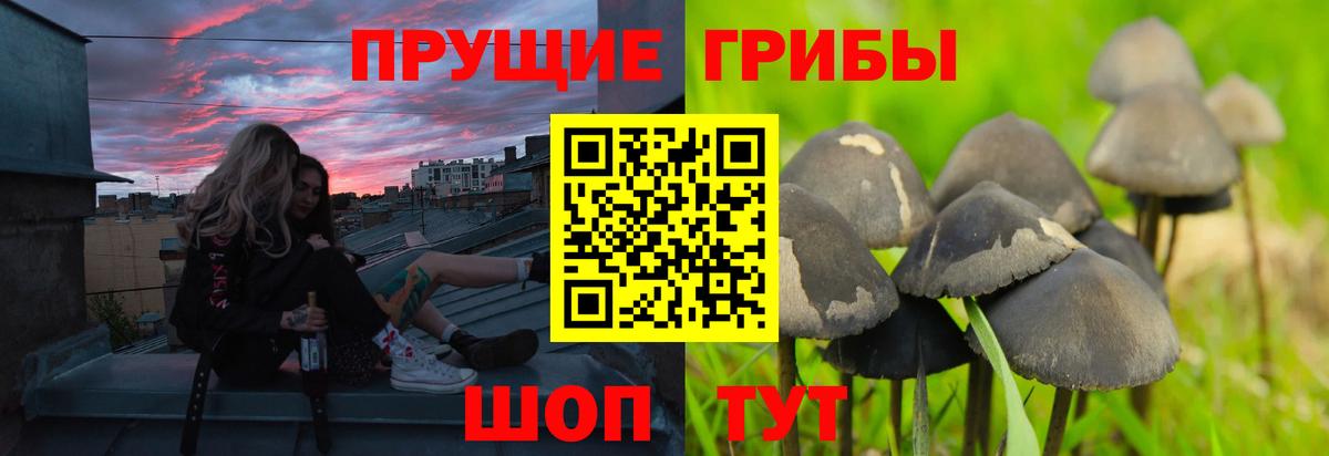 Псилоцибиновые грибы MAGIC MUSHROOMS Черняховск